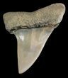 Glossy, Fossil Mako Tooth - Lee Creek (Aurora), NC #47633-1